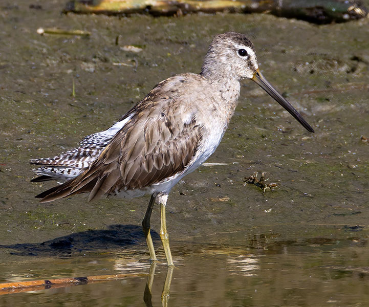 Long-billed Dowitcher Limnodromus scolopaceus 