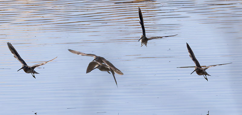 Long-billed Dowitcher Limnodromus scolopaceus 