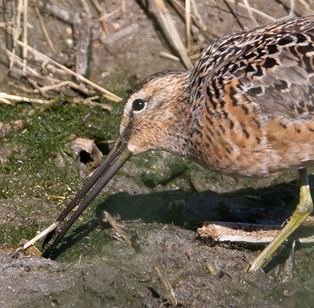 Long-billed Dowitcher Limnodromus scolopaceus 