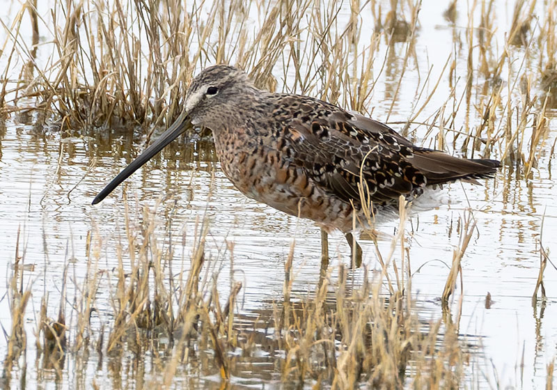 Long-billed Dowitcher Limnodromus scolopaceus 