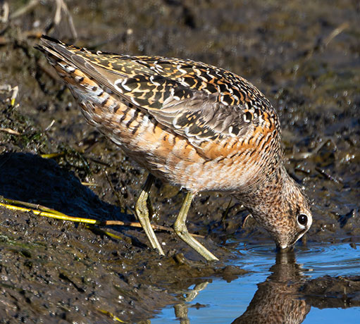 Short-billed Dowitcher Limnodromus griseus  