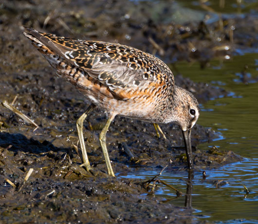 Short-billed Dowitcher Limnodromus griseus  