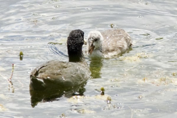 American Coot Fulica americana
