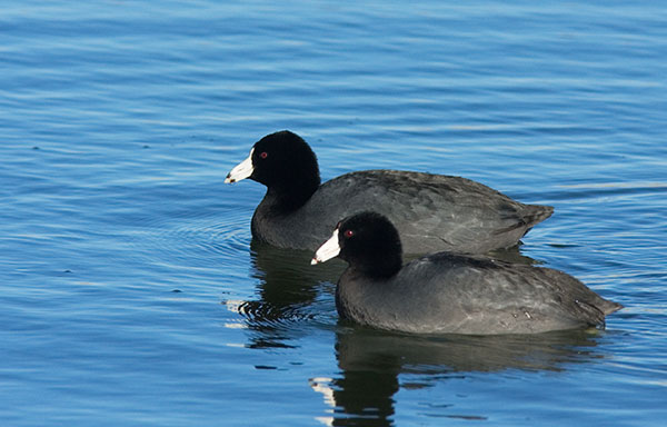 American Coot Fulica americana