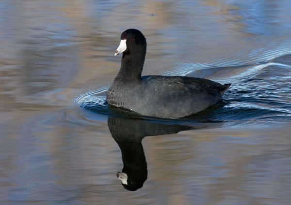 American Coot Fulica americana