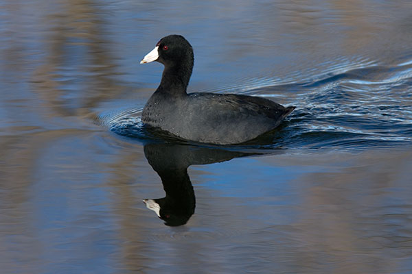 American Coot Fulica americana