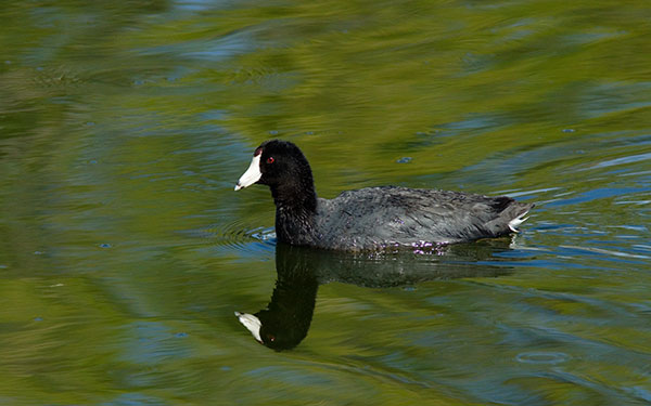 American Coot Fulica americana