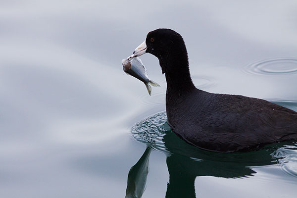 American Coot Fulica americana