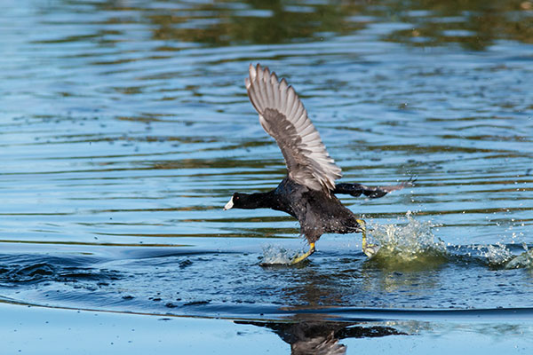 American Coot Fulica americana