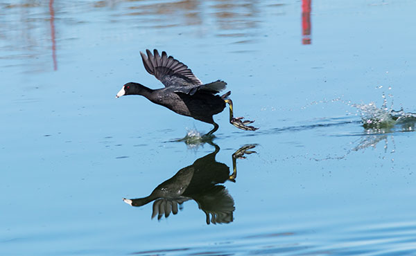 American Coot Fulica americana