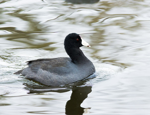 American Coot Fulica americana