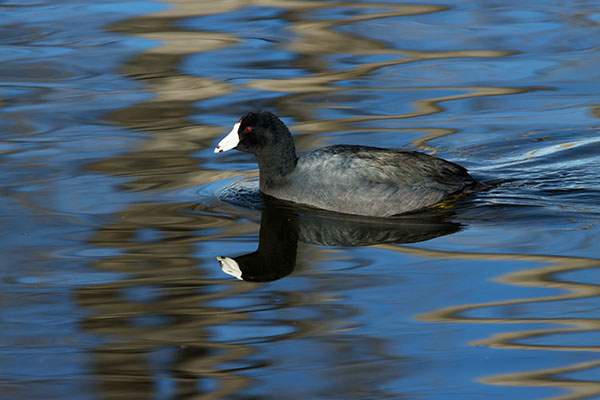 American Coot Fulica americana