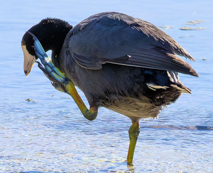American Coot Fulica americana