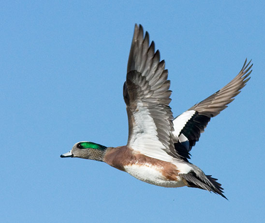 American Wigeon Anas americana 
