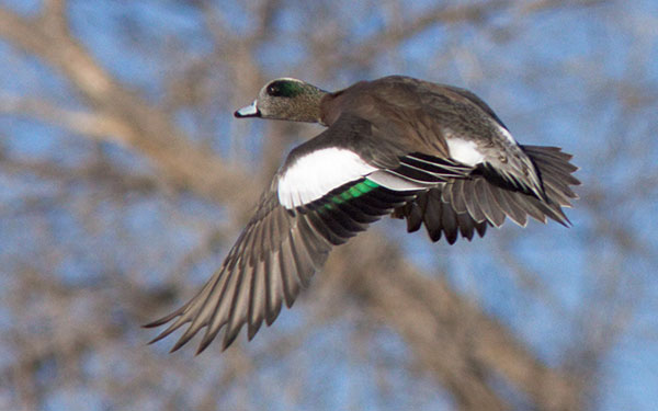 American Wigeon Anas americana 