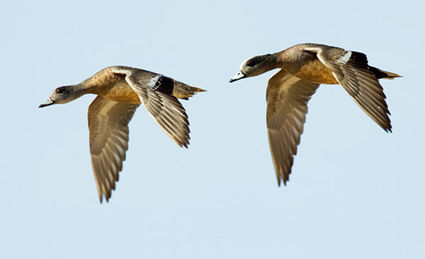 American Wigeon Anas americana 