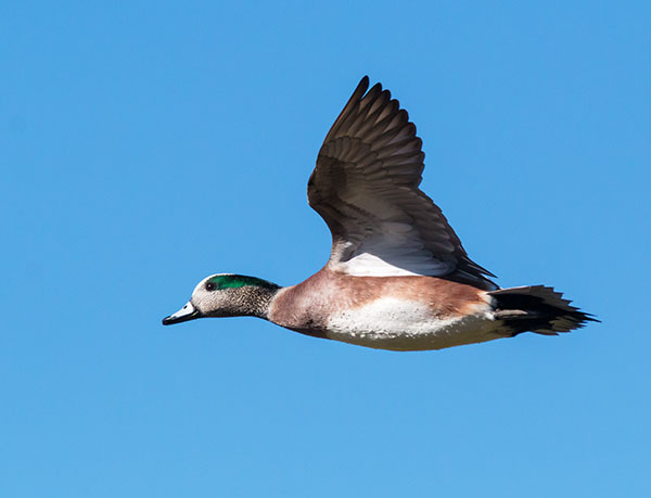 American Wigeon Anas americana 