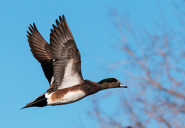 American Wigeon Anas americana 