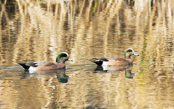 American Wigeon Anas americana 