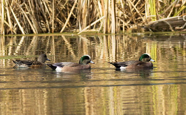 American Wigeon Anas americana 