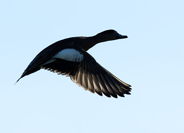 American Wigeon Anas americana 