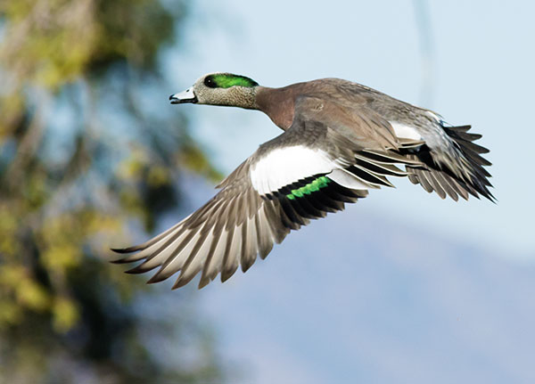 American Wigeon Anas americana 