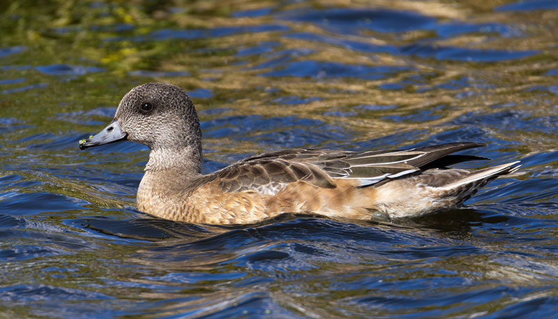 American Wigeon Anas americana 