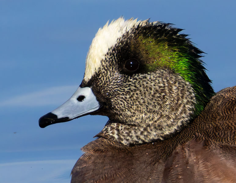 American Wigeon Anas americana 