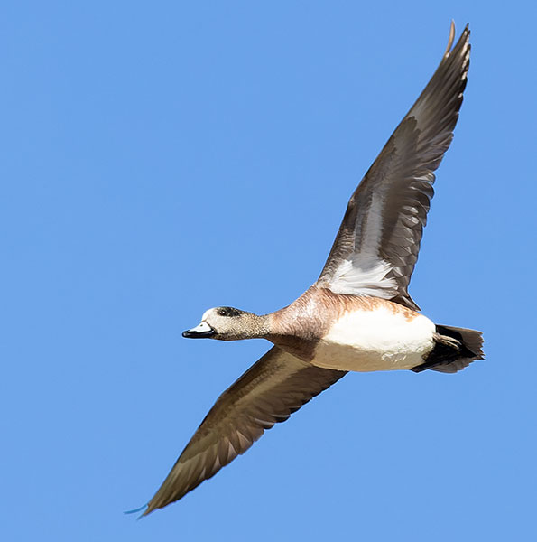 American Wigeon Anas americana 