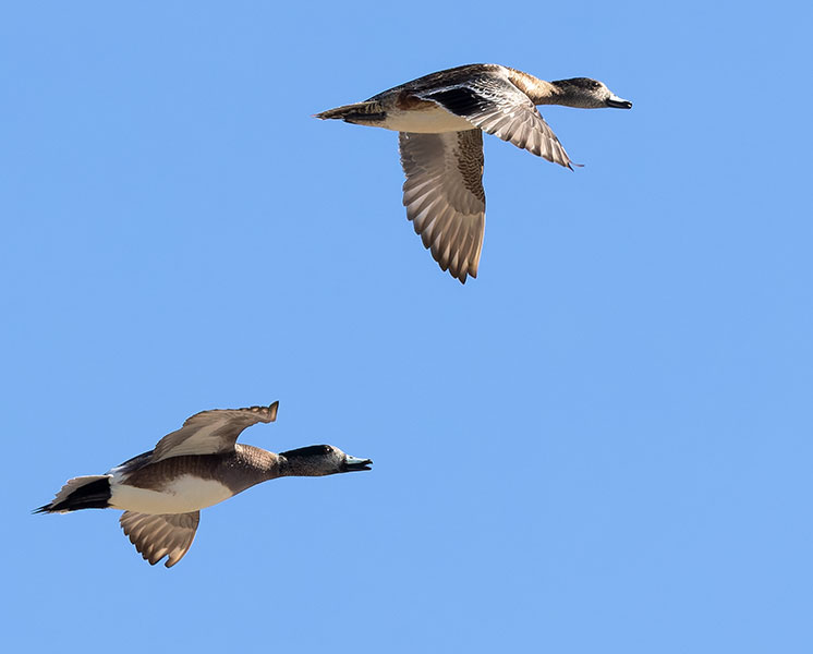 American Wigeon Anas americana 