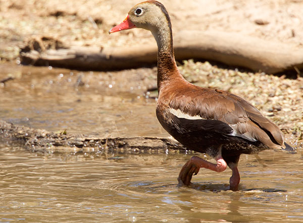 Black-bellied Whistling-Duck Dendrocygna autumnalis 