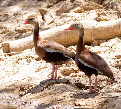 Black-bellied Whistling-Ducks Dendrocygna autumnalis 