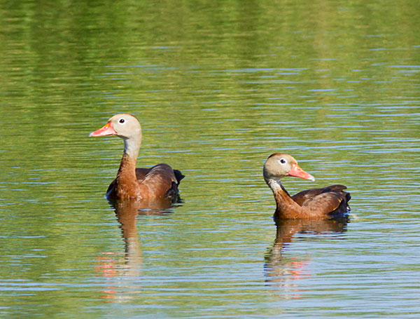 Black-bellied Whistling-Duck Dendrocygna autumnalis 