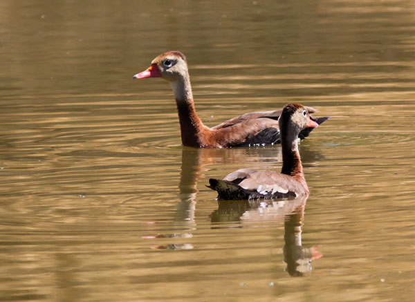 Black-bellied Whistling-Duck Dendrocygna autumnalis 