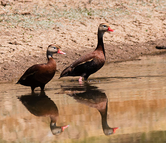 Black-bellied Whistling-Duck Dendrocygna autumnalis 