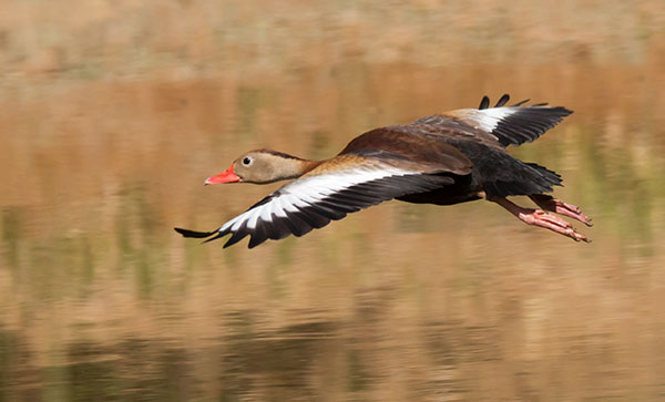 Black-bellied Whistling-Duck Dendrocygna autumnalis 