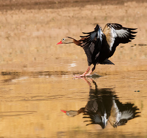 Black-bellied Whistling-Duck Dendrocygna autumnalis 