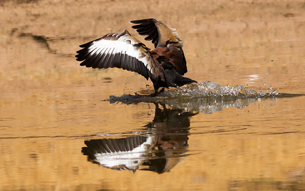 Black-bellied Whistling-Duck Dendrocygna autumnalis 