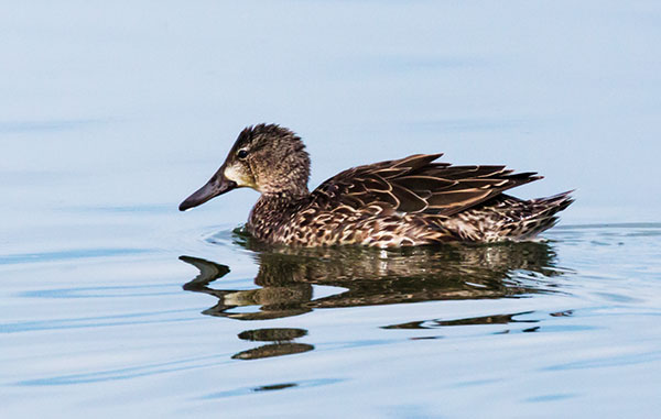 Blue-winged Teal Anas discors 