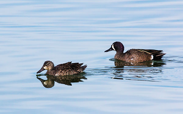 Blue-winged Teal Anas discors 