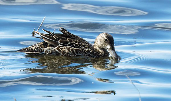 Blue-winged Teal Anas discors 