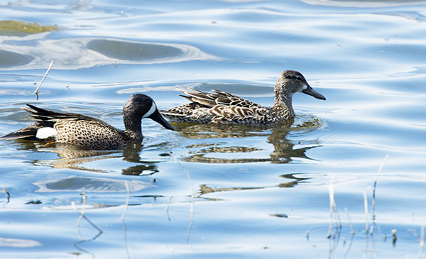 Blue-winged Teal Anas discors 