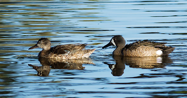 Blue-winged Teal Anas discors 