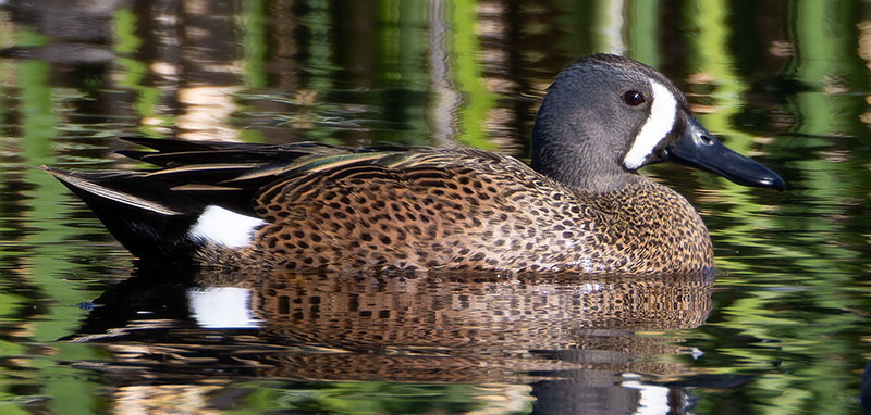 Blue-winged Teal Anas discors 