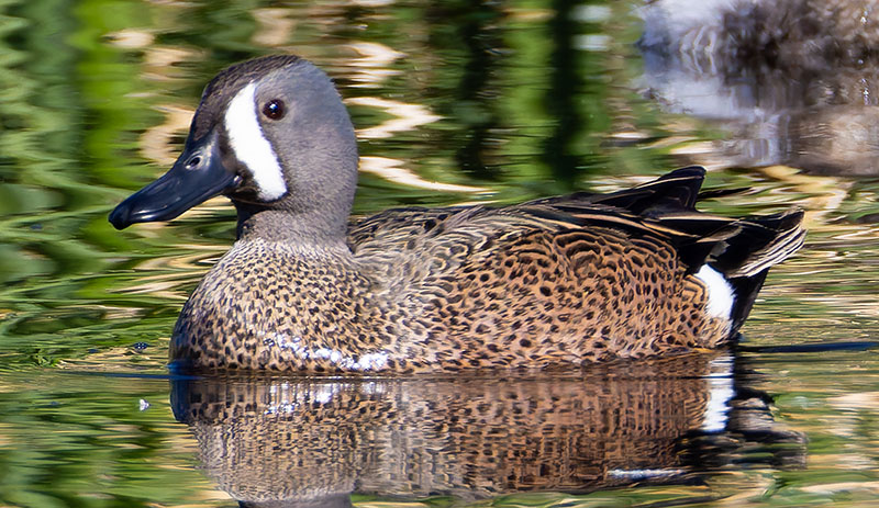 Blue-winged Teal Anas discors 