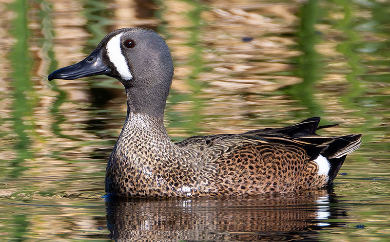 Blue-winged Teal Anas discors 