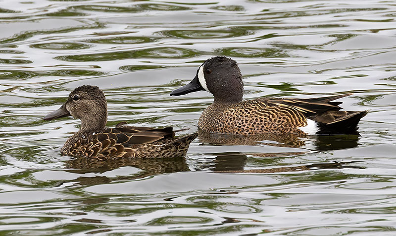 Blue-winged Teal Anas discors 