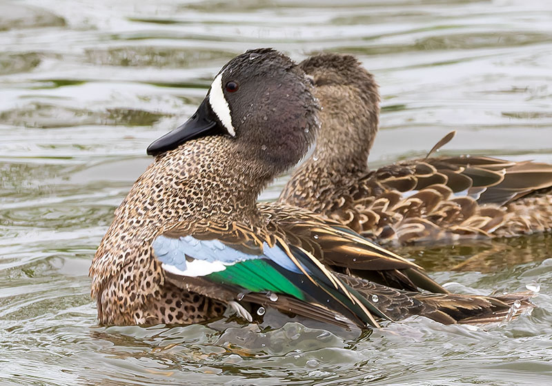 Blue-winged Teal Anas discors 