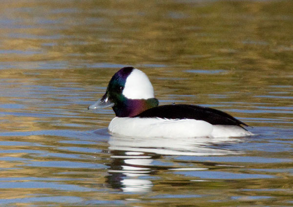 Bufflehead Bucephala albeola 