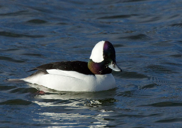 Bufflehead Bucephala albeola 